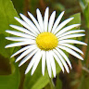 Meet your Posher, Cynthia